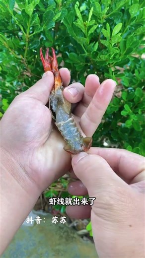 Handling skills of crayfish#crayfish#Tutorial on handling crayfish
