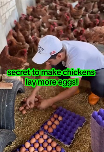 secret to make chickens lay more eggs!#African Breeding #Chinese Feed #Pig Breeding Pigs, Cattle, Sheep, Poultry Aquaculture, Feed Additives, Premix