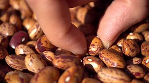 A Hand Taking a Seed, Slow Motion and Macro