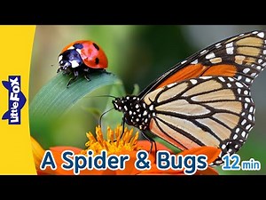 🕷️ A Spider & Bugs | Black Widow Spider, Ladybug, Monarch Butterfly, Grasshopper, Dragonfly