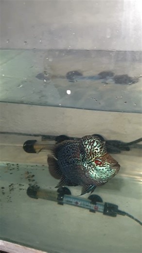 Patulong naman paano gamutin ang Drop Kok#flowerhorn #ornamentalfish