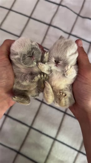 Holland Lop Bunnies: Adorable Pets with Big Personalities