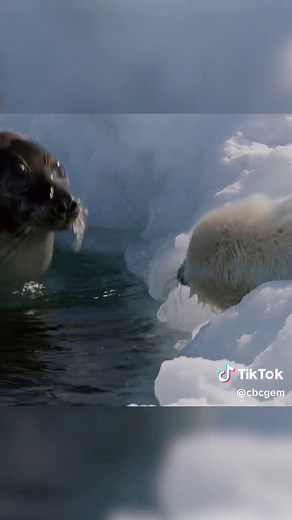 Baby Seal’s First Swim: A Heartwarming Wildlife Moment