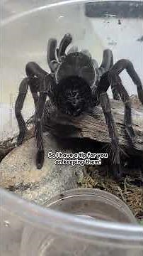 How to Make a Brazilian Pinkbloom Tarantula (Pamphobeteus Platyomma) Happy #tarantula #spider