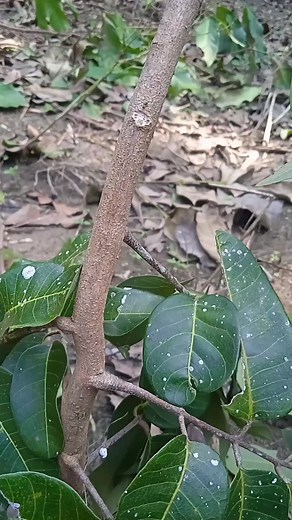 23K views · 145 reactions | Grafting fruit trees | GardeningFruit | Facebook