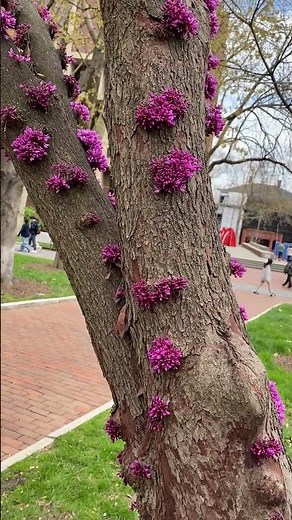 Cercis canadensis - Eastern redbud - Eva Monheim 2025 04 15 #nature #redbud #foryou #trees #garden