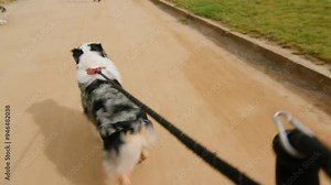 Australian Shepherd dog portrait with striking blue eyes captured outdoors in a park setting