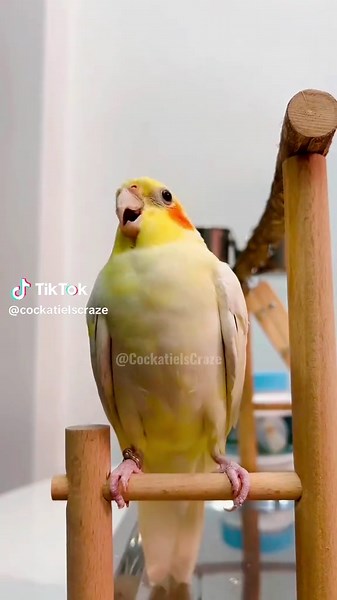 Jerry the Cockatiel's Adorable Cookie Song