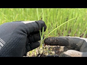 【タマネギの育て方・栽培方法】失敗の原因は苗から始まる 玉ねぎ栽培は葉と根が大切（丈夫な苗を作る葉切りと追肥〜玉ねぎ苗を植える時のコツ）24/10/30