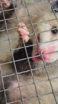 Opossum Babies?!?