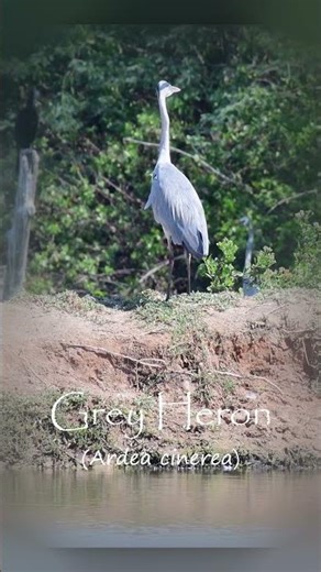 Grey Heron: A Master of Stealth in Thai Rivers #birds #nature #wildlife