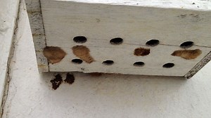 Major Asian Gypsy Moth infestation discovered on ship in Tacoma