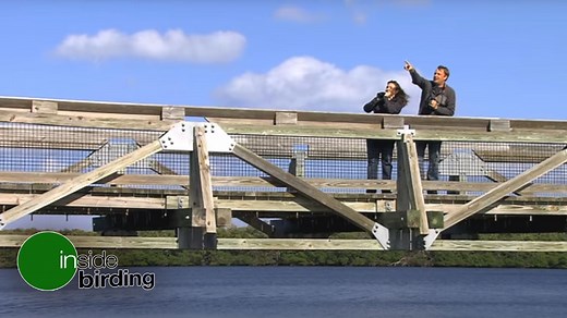 Our Video if the Week is the third in our Inside Birding series designed to help refine your bird ID skills. Join birding experts Chris Wood and Jessie Barry in the field and learn how bird behavior, like posture, foraging, and flight style, can give you clues to a bird's identity. | Cornell Lab of Ornithology