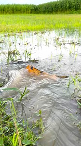 19M views · 87K reactions | Uk Carp Fishing | MR Fishing Life | Facebook