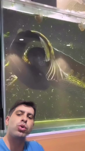 Namoro dos cabeça-de-cobra!!