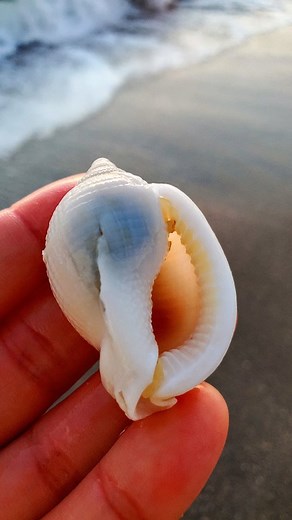 11K views · 76 reactions | Drop a  if you love Shelling! ⬇️ . Share...