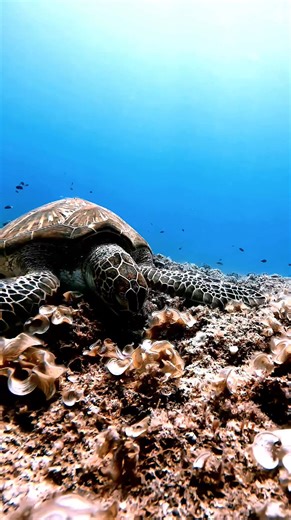 “Relax and Watch This Beautiful Sea Turtle Eat in Slow Motion”🐢🪸🥰 #turtles #italy #ontario #happyhalloween #quebec #florida #ocean #germany #australia #switzerland #sunday #fish #nature | DEEP LIFE