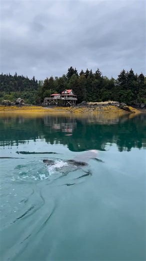 7.4K views · 98 reactions | missing my otter half 簾 #wildalaska #alaska | Alaskan Salmon Company | Facebook