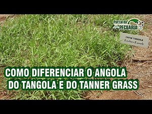Como diferenciar o Angola do Tangola e do Tanner grass