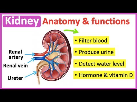 Kidney anatomy & function🤔 | Easy learning video