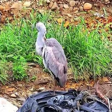 アオサギ調布地区ショート 2026年5月6日 #アオサギ #野鳥 #birds #wildlife #nature #自然観察ぶらり散歩