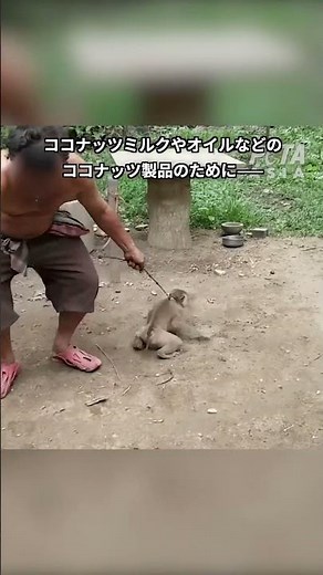 ココナッツミルクのために搾取されるサルたち【タイ】