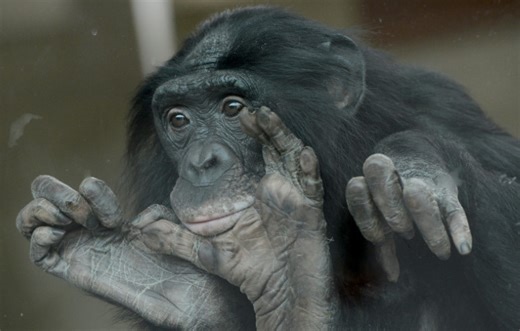 Despite reputation, bonobos are aggressive, particularly toward males: study
