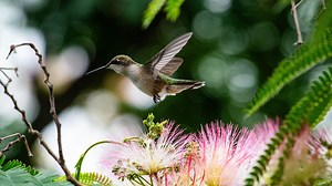 Spring's annual hummingbird migration is reaching Michigan. Where the tiny birds are now