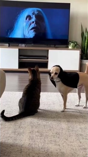 Pets fighting a ghost #funnyanimals #weirdanimals #animalshorts #petreactions
