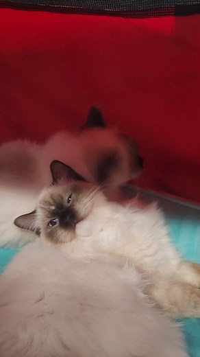 🐾✨ Cat shows can be loud, busy, and full of excitement — definitely not for every kitty! 🎪💙 We only show cats who truly enjoy the experience — their comfort and happiness always come first. 💞 Even in all the noise and bustle, Phoebe and Secret Bear stayed calm and relaxed, quietly grooming each other between judging. 😻💜 Moments like that remind us why we love what we do. #PhoebeBuffay #SecretBear #KittenAroundRagdolls #RagdollCats #TICACatShow #CatShowLife #RagdollLove #CatteryLife #CalmAn