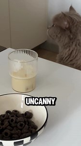 6.2K views · 33 reactions | Is it true cats have 9 lives? #cat #catcute #cats #cattiktok #kittens #catvideos #catfunny #funnykitten #catviral #kittenmeow #meow | All about cats | Facebook