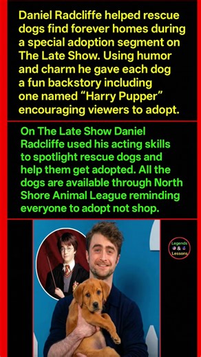 Daniel Radcliffe Helps Rescue Dogs Get Adopted