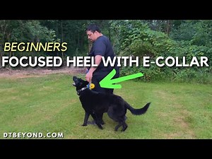 How To Teach Your Dog Movement With The Focused Heel - E-Collar Training