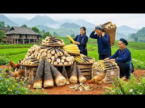 Beautiful Countryside Farm in Vietnam – This is a great way to Harvest Bamboo Shoots