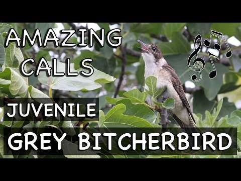 Grey Butcherbird Singing ( Juvenile ) - Amazing Australian Bird Calls
