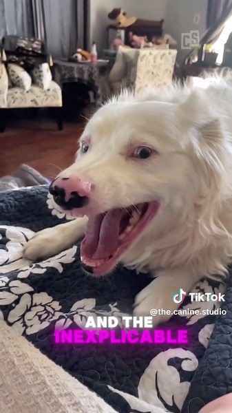 Pinkman: The Dog with Human Teeth and Odd Charm