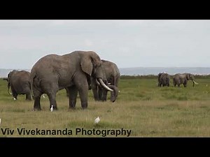 Watch a wild herd of about 10 large male African elephants graze and relax in Kenya