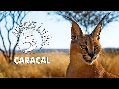 The Desert Lynx : Caracal | AFRICA'S LITTLE 5