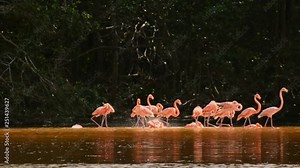 Pink flamingos bathing and playing in lagoon waters in mangrove forest