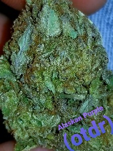 Alaskan Purple | Marijuana Strain Reviews