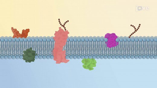 Video: Fluid Mosaic Model
