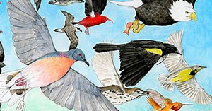 "State of the Birds" Report Assesses the Health of the Nation’s Birds