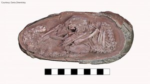 Fossil of perfectly preserved baby dinosaur discovered curled up inside its egg
