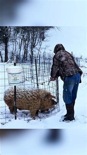 unfortunately Big hog hunt at snow #охота #hunting #bowhunting #hoghunting #wildlife #hunters #chass
