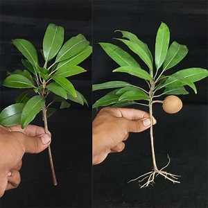 Sapodilla Tree Cuttings Technique To 100% Work | Sapota fruit plant from cutting | Rana Craft