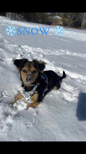 ‼️We interrupt your scrolling for this joyful winter break‼️ Many of our alumni celebrated their first Wisconsin snow and it was pure magic! ⛄️❄️ Thank you to our wonderful alumni for sharing these joyful moments. Nothing beats watching a down-south rescue dog discover snow for the very first time. www.MuttLife.org — where every mutt gets a magical season… whether they ordered snow or not. ❄️🐶 | Mutt Life Dog Rescue of Wisconsin