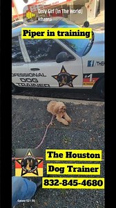 Piper extremely smart student! #dog 832-845-4680 #dogcoach #dogtrainer