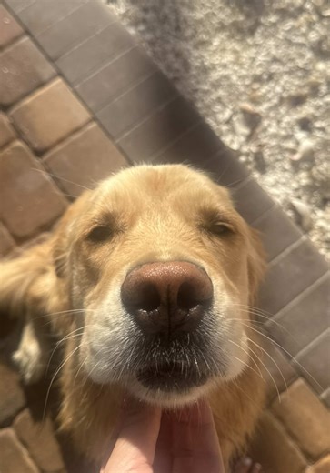 Going out for nye… Ms. girl needs her show on!!!! #dogtv #goldenretriever #bluey #goldenretrieverlife #nye