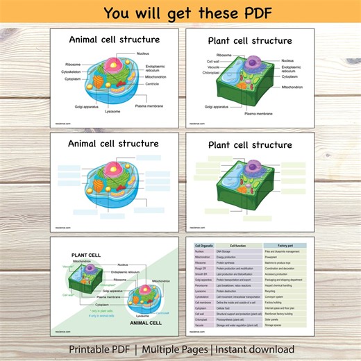 Animal & Plant Cell Structure Worksheet: Labeling Diagram (printable) - Etsy