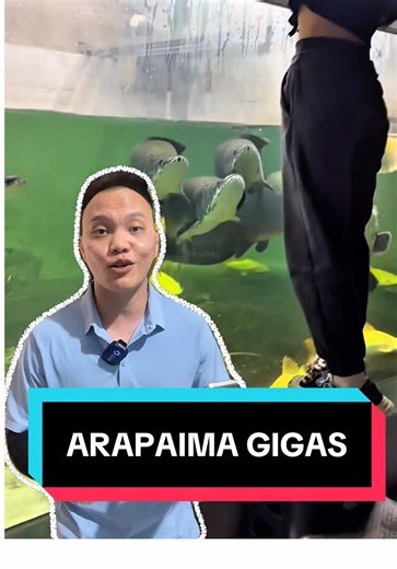 Peliharaan Ikan Predator: Arapaima dan RTC Phantom